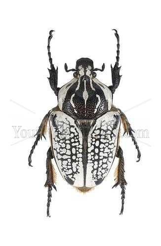 photo - beetle-10-jpg